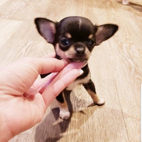 teacup micro chihuahua