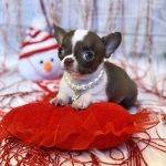 Cano – Teacup Chihuahua