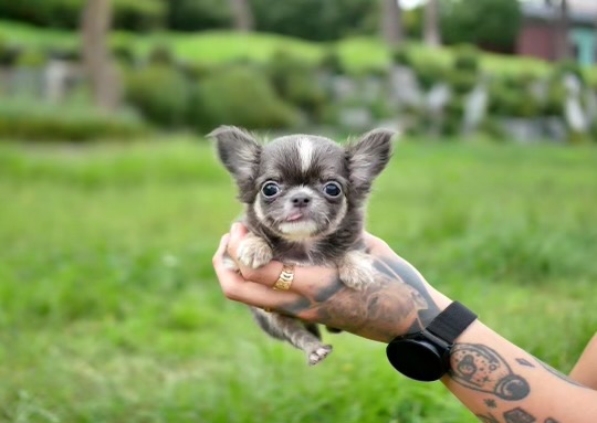 Cameo – Micro Teacup Chihuahua