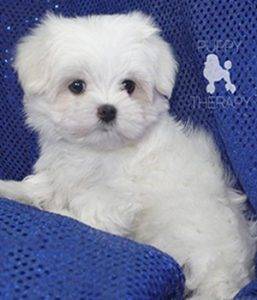 Puppy Therapy LLC - Happy & Healthy Toy Teacup Puppies For Sale