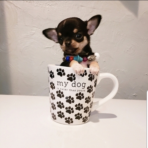 Carly – Micro Teacup Chihuahua