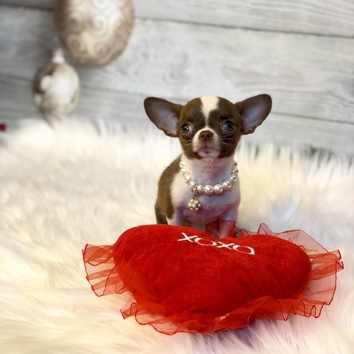 Cano – Teacup Chihuahua