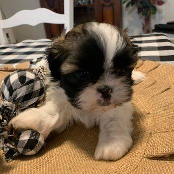 Saint – Teacup Shih Tzu