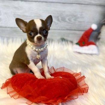 Cano – Teacup Chihuahua