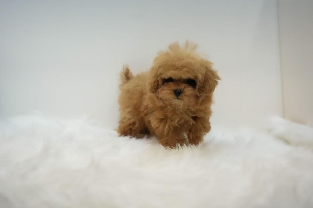 Tammy – Teacup Toy Poodle