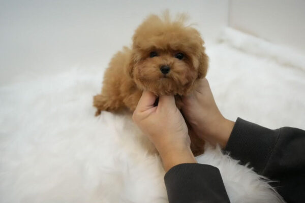 Tammy – Teacup Toy Poodle