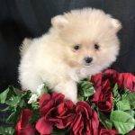 Petunia – Teacup Toy Pomeranian