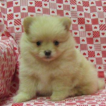 Prada – Teacup Pomeranian