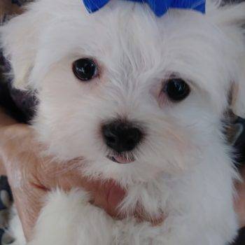 Marty –  Teacup Maltese