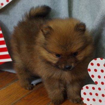 Penna – Teacup Pomeranian