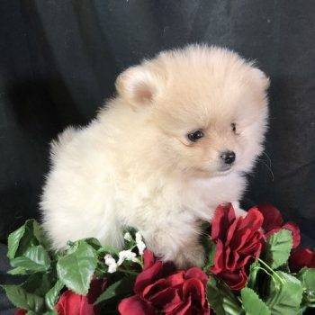 Petunia – Teacup Toy Pomeranian