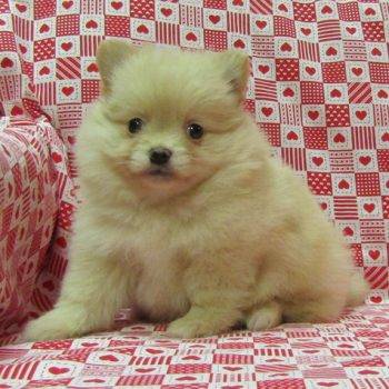 Prada – Teacup Pomeranian