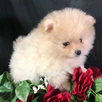 Petunia – Teacup Toy Pomeranian