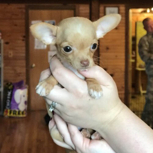 Coco – Micro Teacup Chihuahua