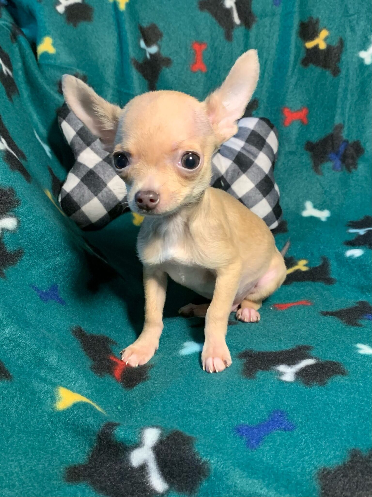 Collin – Micro Chihuahua