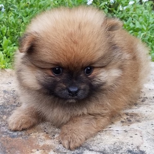 Pomeranian Archives - Puppy Therapy LLC