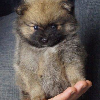 Pascal – Tiny Toy Pomeranian