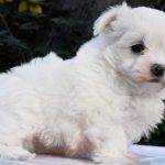 Manny –  Teacup Maltese