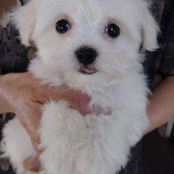 Marty –  Teacup Maltese