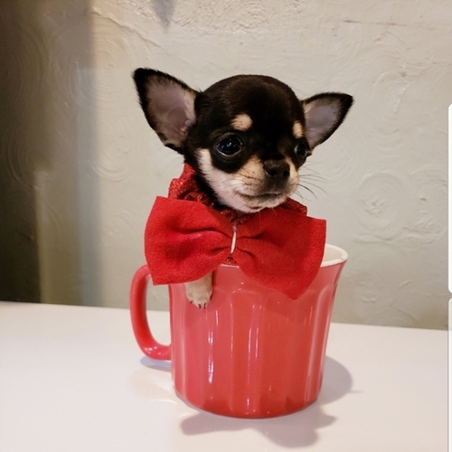 Chubby – Micro Teacup Chihuahua