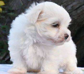 Manny –  Teacup Maltese