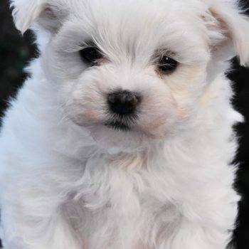 Manny –  Teacup Maltese