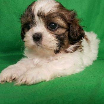 Snoopy- Shih Tzu