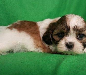 Snoopy- Shih Tzu