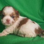 Spark  –  Shih Tzu