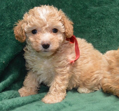 Tabby – Toy  Poodle