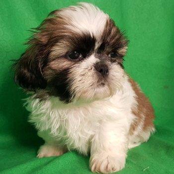 Snuggles – Shih Tzu