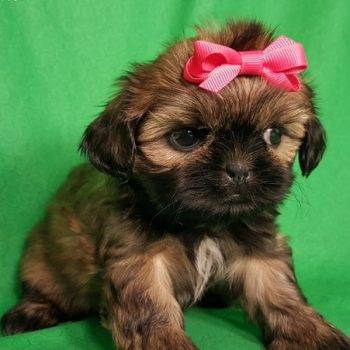 Sierra- Shih Tzu