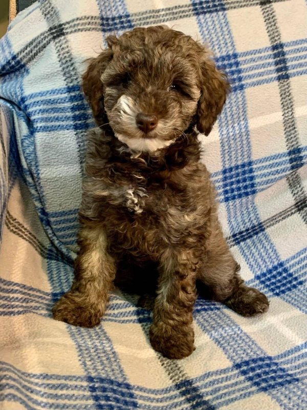 Tank- Micro Teacup  Poodle
