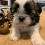 Sander – Shih Tzu