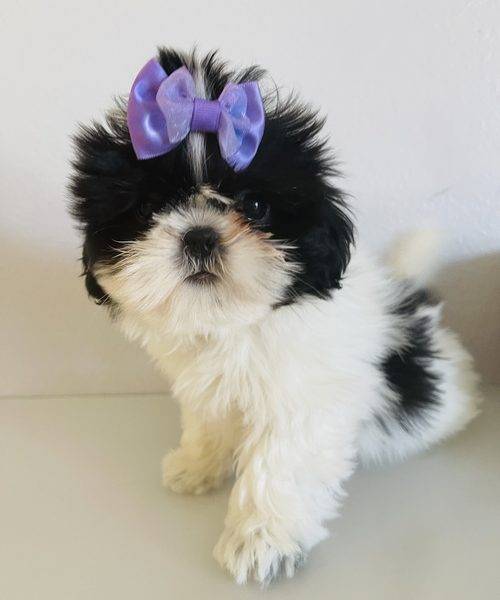 Sweety – Shih Tzu