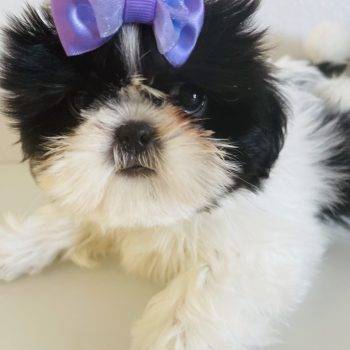 Sweety – Shih Tzu