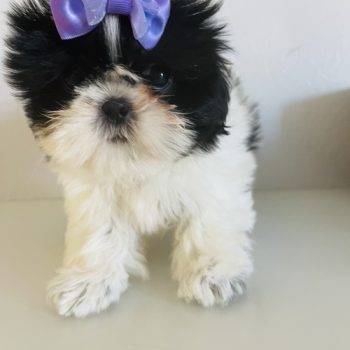 Sweety – Shih Tzu