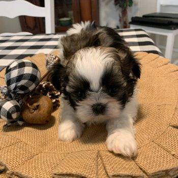 Sander – Shih Tzu