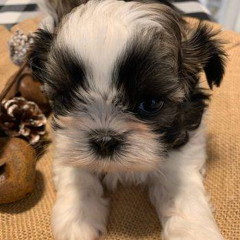 Sander – Shih Tzu