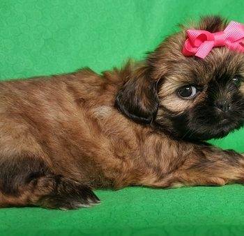 Sierra- Shih Tzu