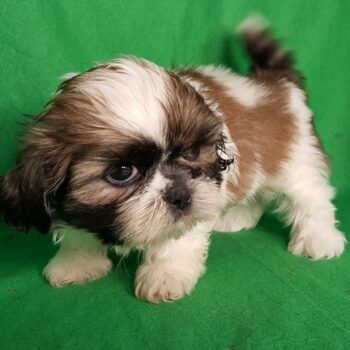 Snuggles – Shih Tzu