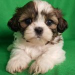 Snoopy- Shih Tzu