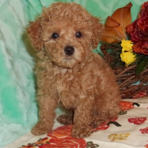 Toby – Tiny Toy Poodle