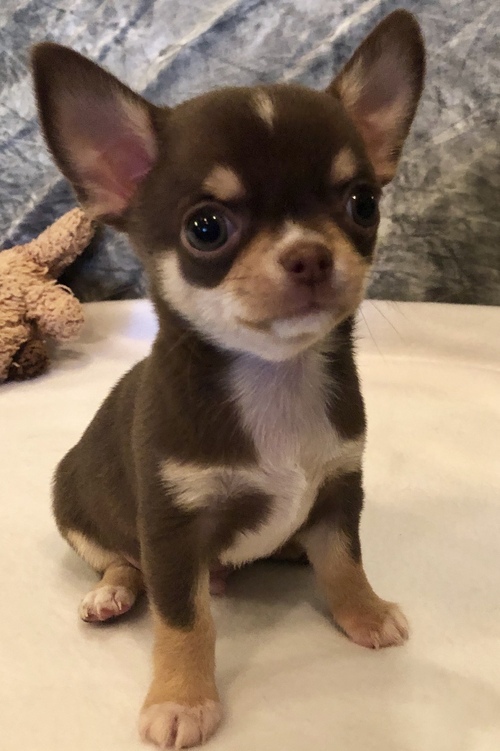Choco Teacup Chihuahua Puppy Therapy LLC
