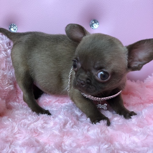 Casey – Teacup Chihuahua
