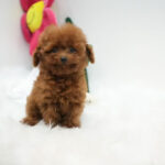 Tanner – Tiny Toy Poodle