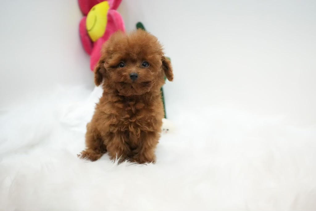 Tanner – Tiny Toy Poodle