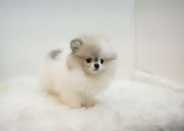 Pacco  – Tiny Toy Pomeranian