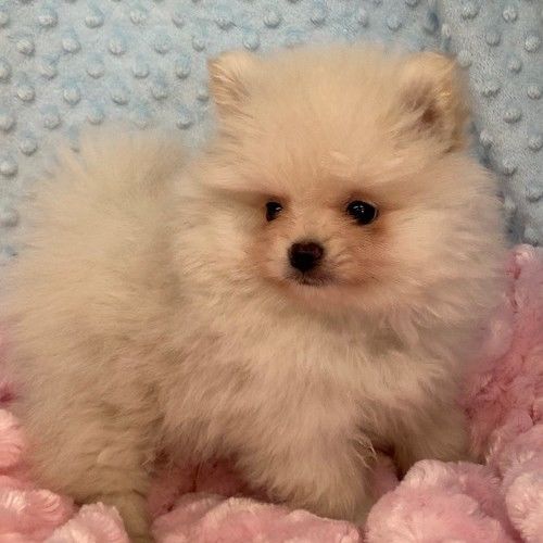 Priscilla – Tiny Toy  Pomeranian