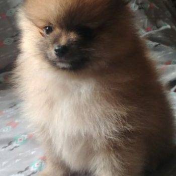 Petra – Tiny Toy  Pomeranian